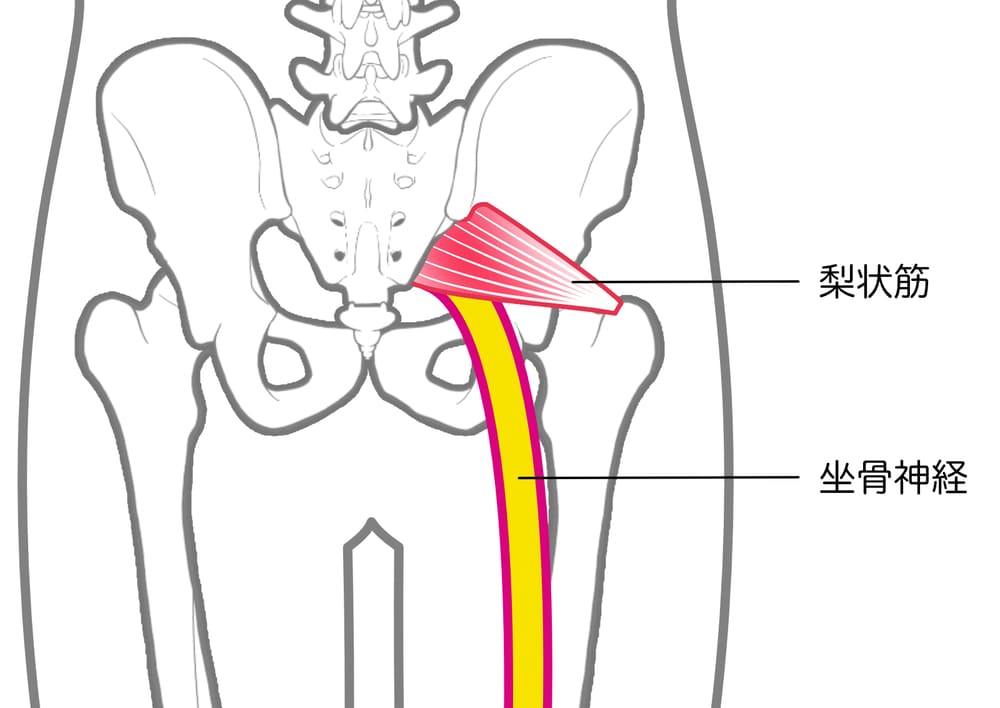 梨状筋イラスト
