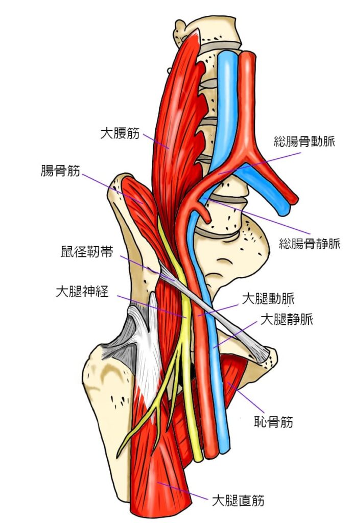 大腿神経イラスト