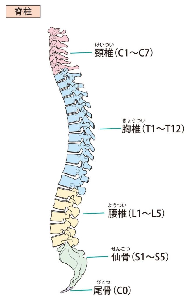 背骨イラスト