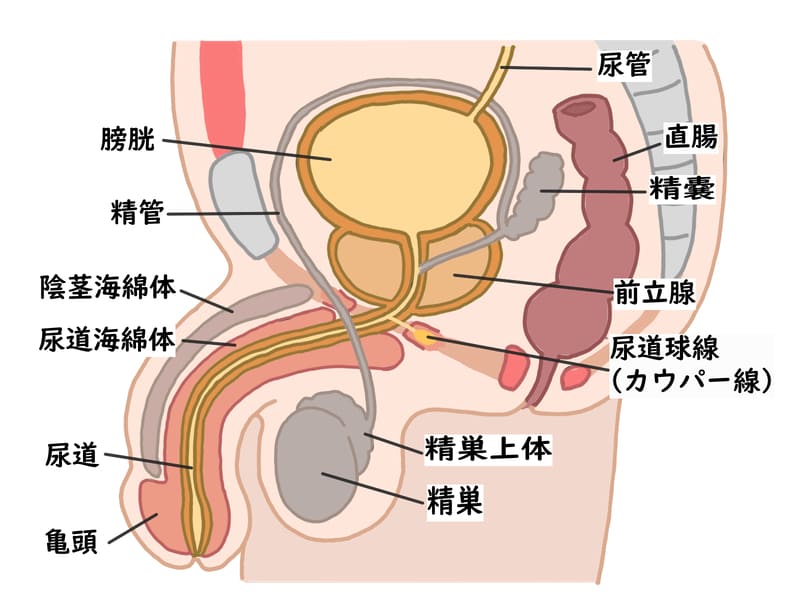 前立腺のイラスト